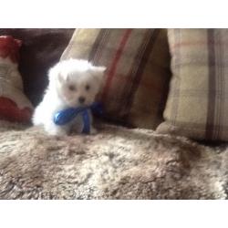 Tiny Maltese baby boy for sale
