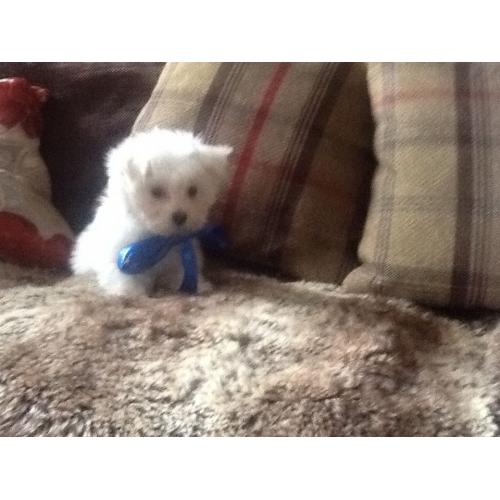 Tiny Maltese baby boy for sale