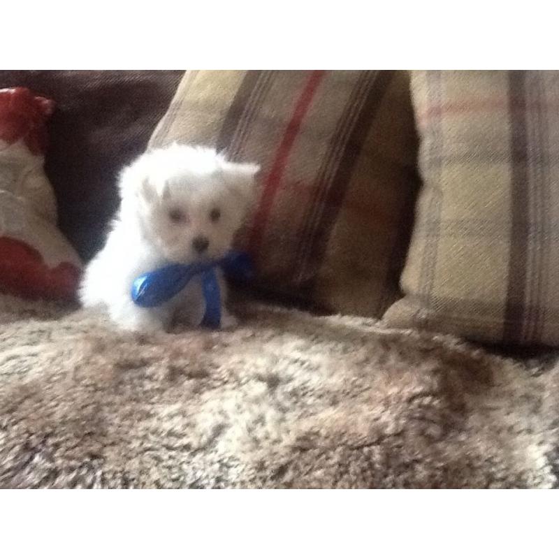 Tiny Maltese baby boy for sale
