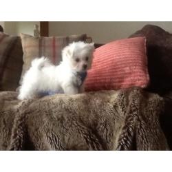 Tiny Maltese baby boy for sale