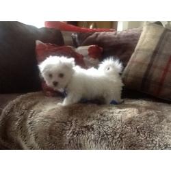 Tiny Maltese baby boy for sale