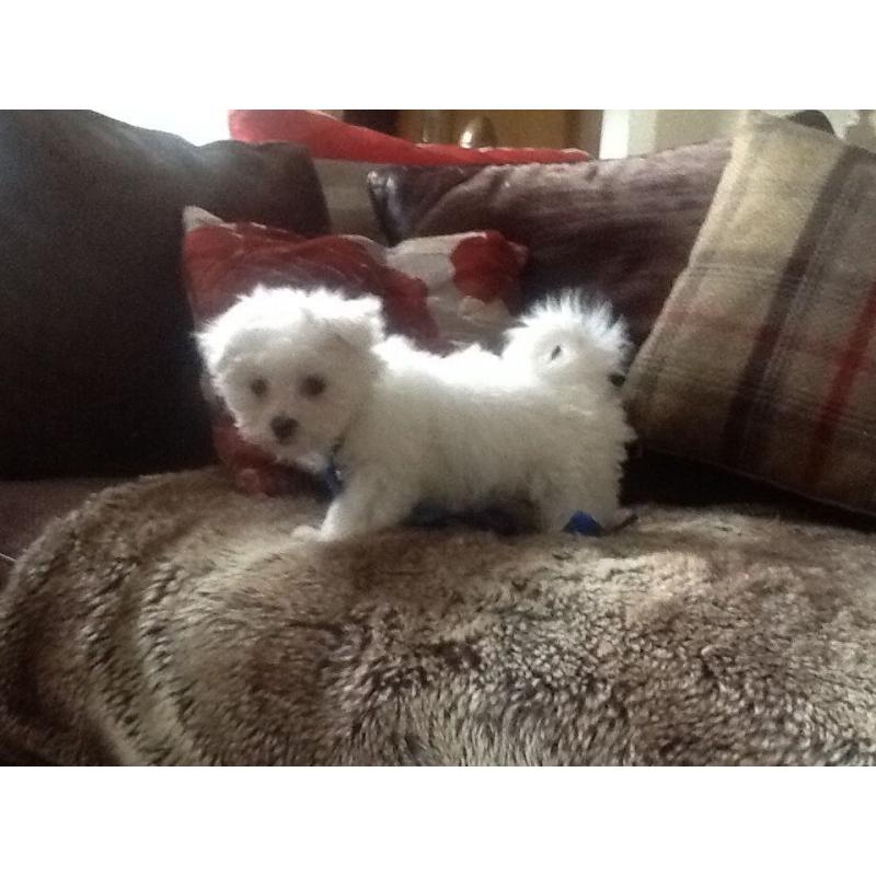 Tiny Maltese baby boy for sale