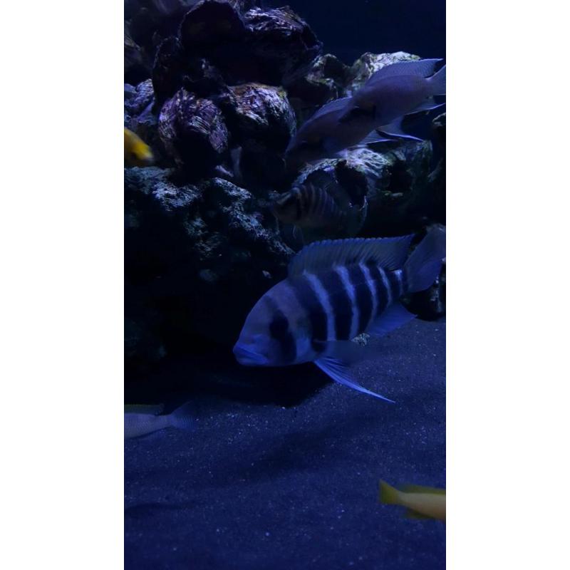 Frontosa Kigoma