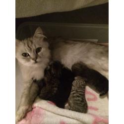 Persian X kitten
