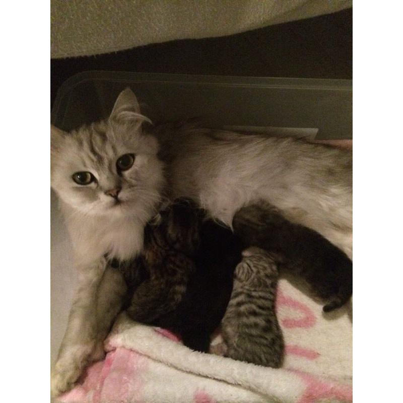 Persian X kitten