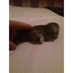 Persian X kitten