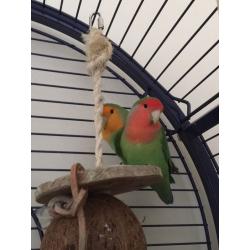 TWO LOVE BIRDS