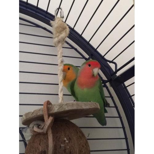 TWO LOVE BIRDS
