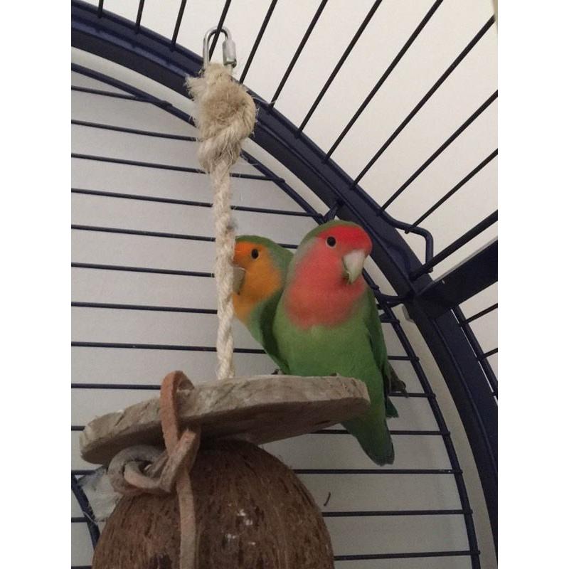 TWO LOVE BIRDS