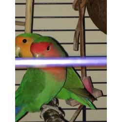 TWO LOVE BIRDS