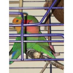 TWO LOVE BIRDS