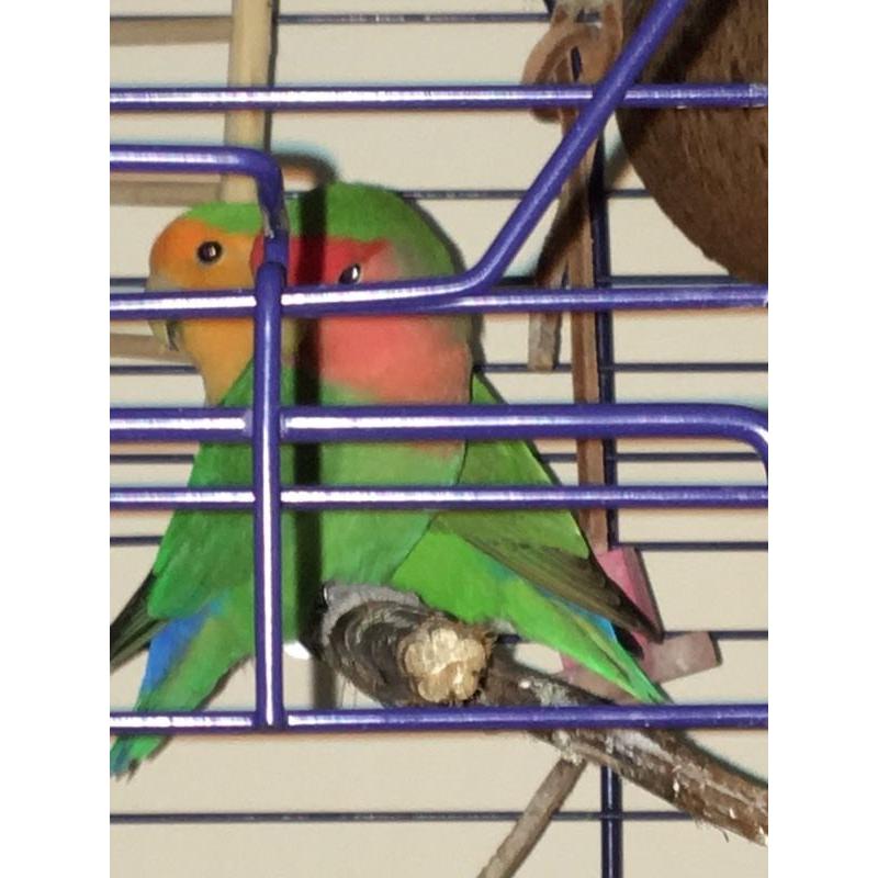 TWO LOVE BIRDS