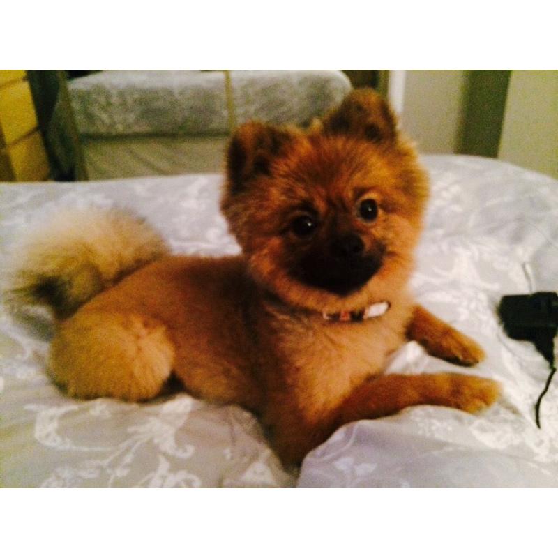 Pomeranian dog