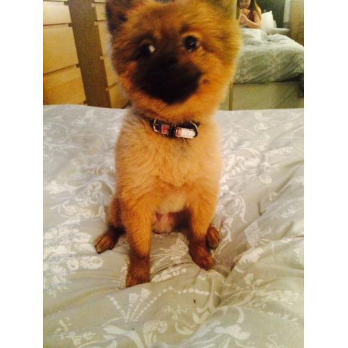 Pomeranian dog