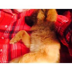 Pomeranian dog