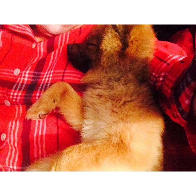Pomeranian dog