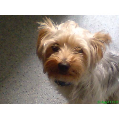 2 year old Yorkie girl