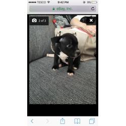 Beautiful staff puppies