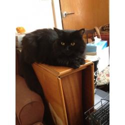 Lovely Fluffy Black Female Cat