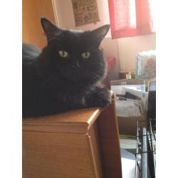 Lovely Fluffy Black Female Cat