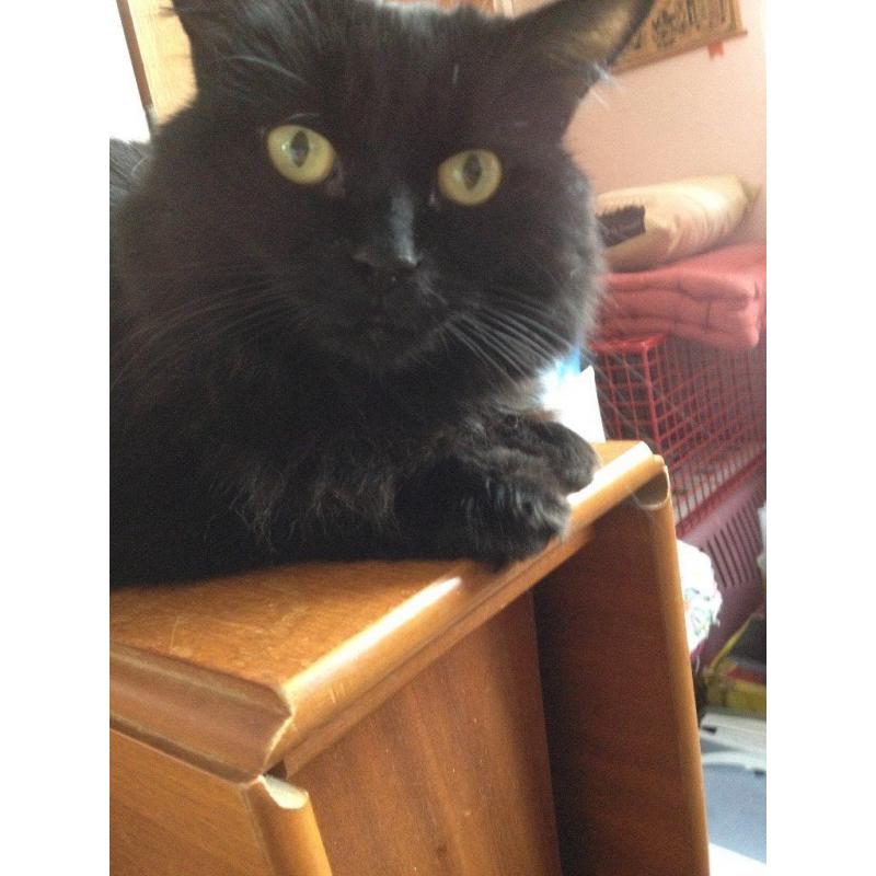 Lovely Fluffy Black Female Cat