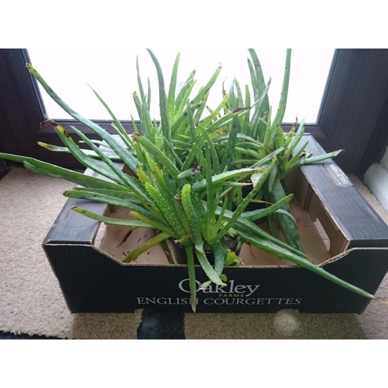 3 giant Aloe Vera plants