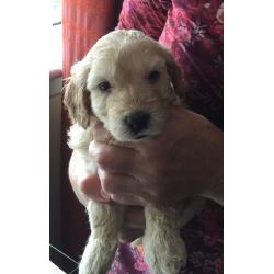 F2 Cockapoo Puppies for sale