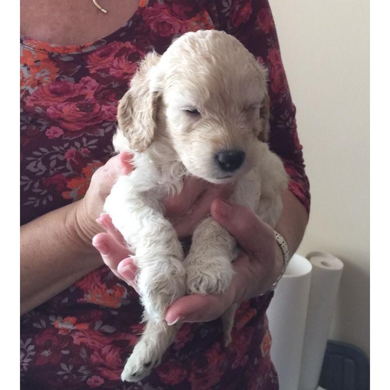 F2 Cockapoo Puppies for sale
