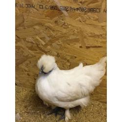 Silkie cross hen