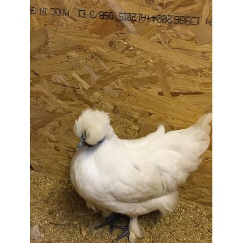 Silkie cross hen