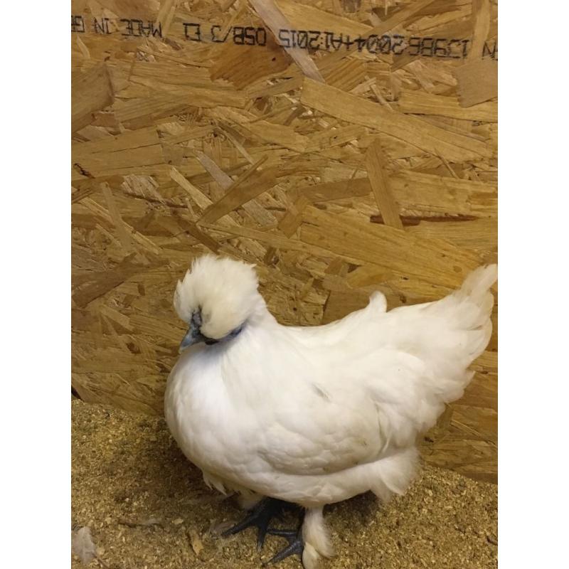 Silkie cross hen