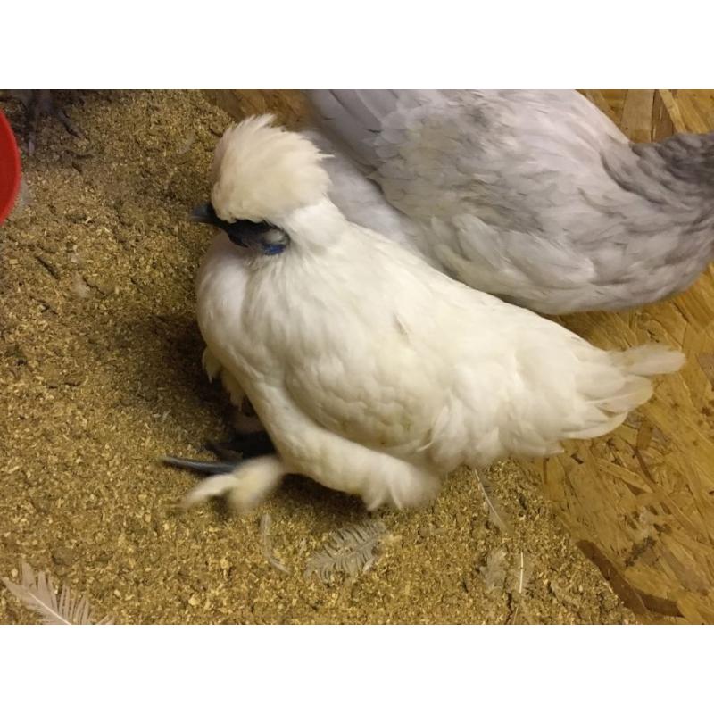 Silkie cross hen
