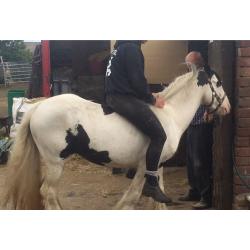 12.2hh BLACK AND WHITE GELDING FOR SALE