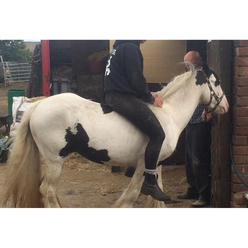12.2hh BLACK AND WHITE GELDING FOR SALE