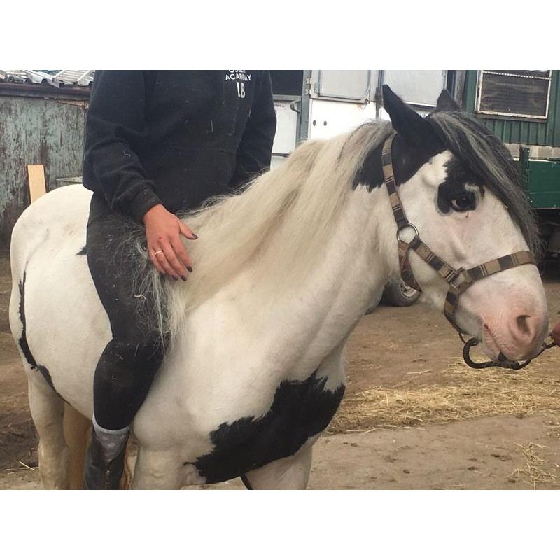 12.2hh BLACK AND WHITE GELDING FOR SALE