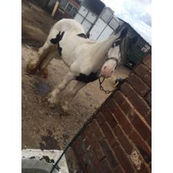 12.2hh BLACK AND WHITE GELDING FOR SALE