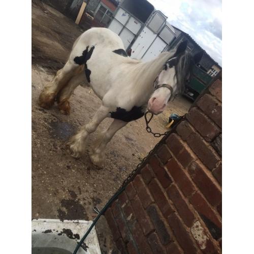 12.2hh BLACK AND WHITE GELDING FOR SALE