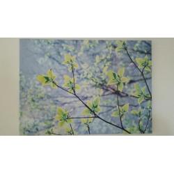 CANVAS PICTURE