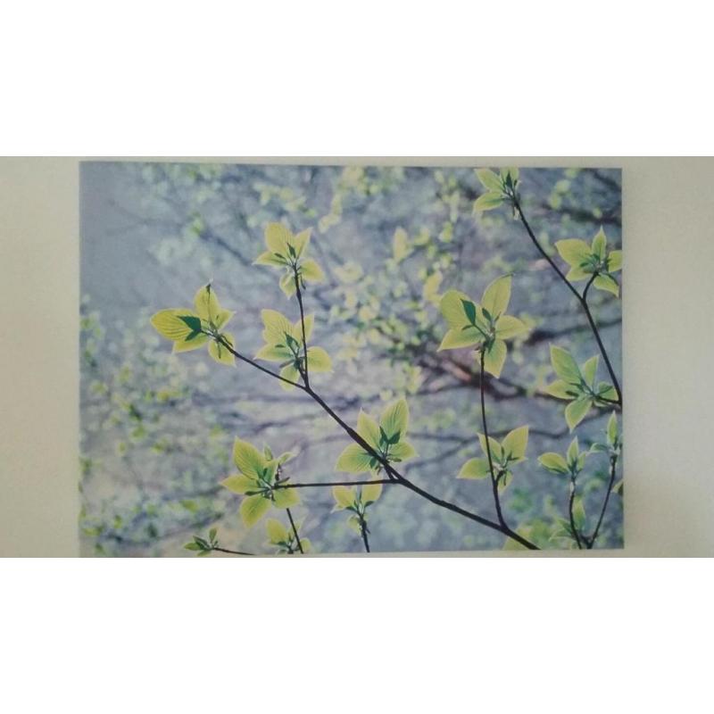 CANVAS PICTURE