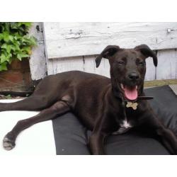 Rottweiler x lurcher female