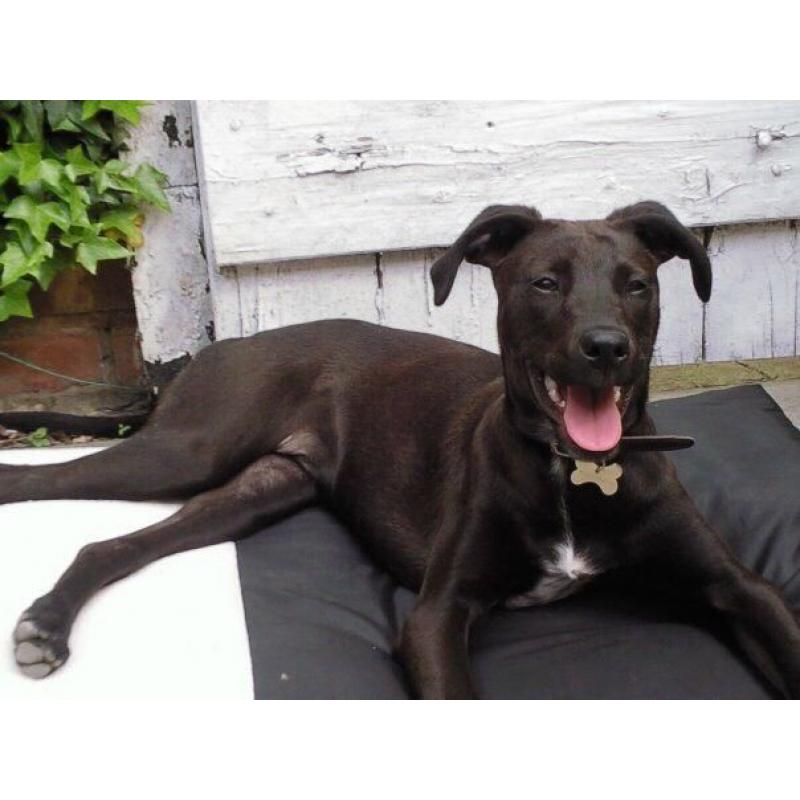 Rottweiler x lurcher female