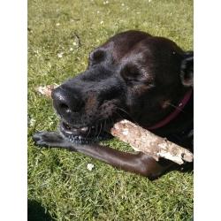 Rottweiler x lurcher female