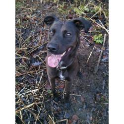 Rottweiler x lurcher female