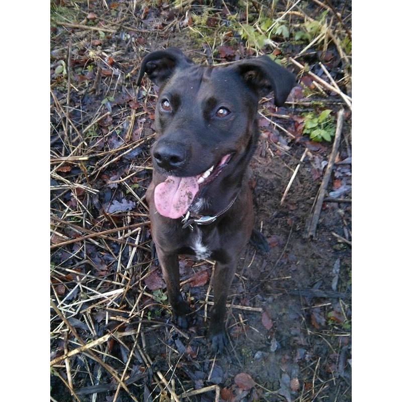 Rottweiler x lurcher female