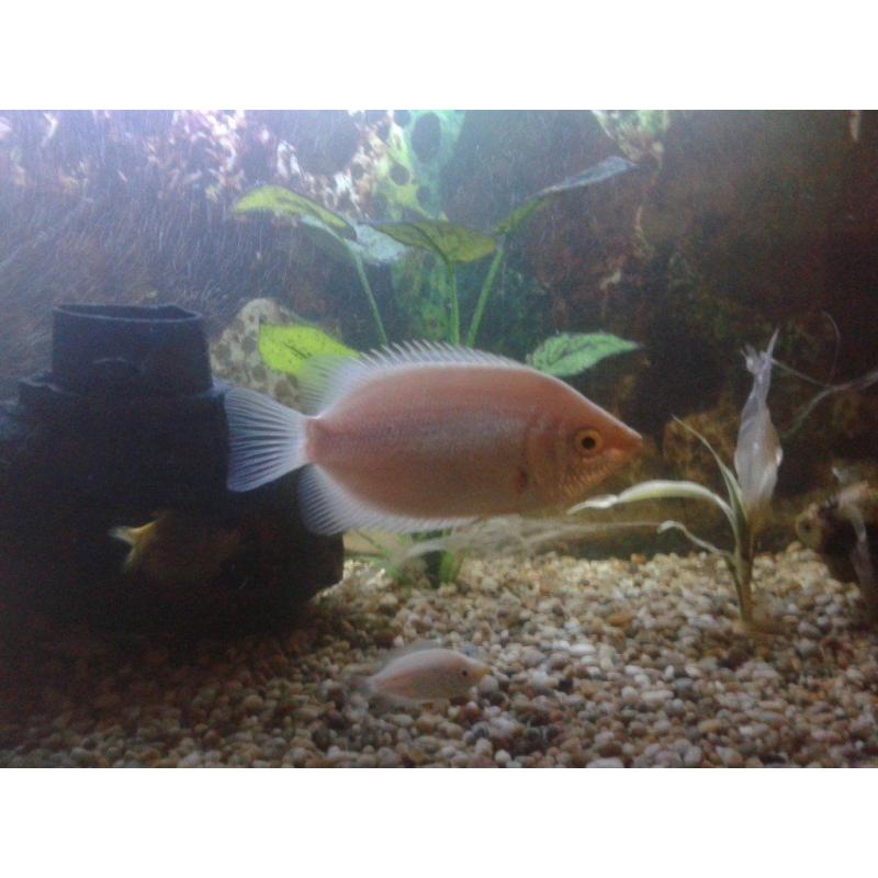 For Sale - Large Kissing Gourami