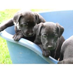Patterdale Terrier Pups For Sale