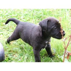 Patterdale Terrier Pups For Sale