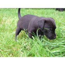 Patterdale Terrier Pups For Sale