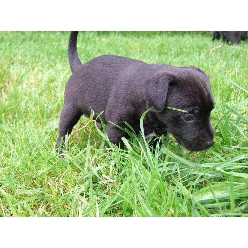 Patterdale Terrier Pups For Sale