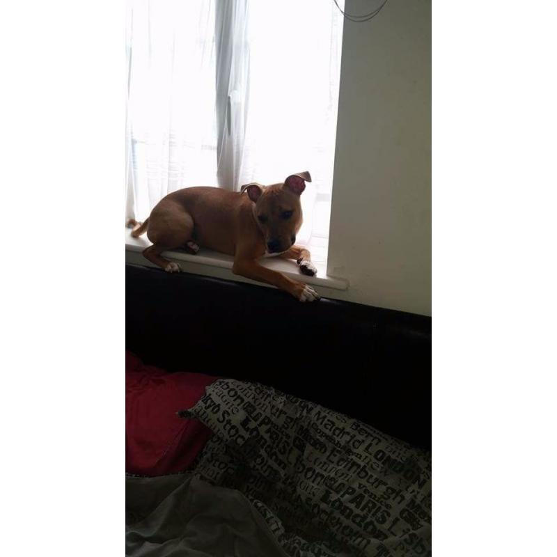 Short haired Red Staffy boy 8 months old very hyper but beautiful dog